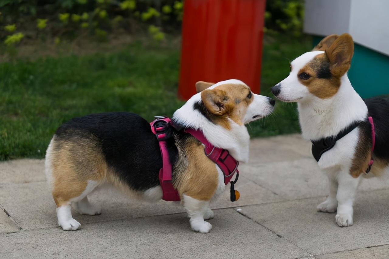 比熊犬价格多少钱一只 比熊多少钱一只 白色