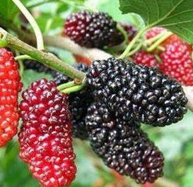 圖片[2]-秋冬換季 為了身體健康這些堿性食物要多吃-起舞食譜網(wǎng)