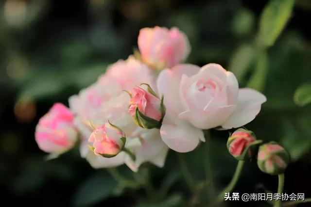 草莓杏仁饼月季，花期长耐晒勤花多头月季推荐（让人口水直流的两款月季）