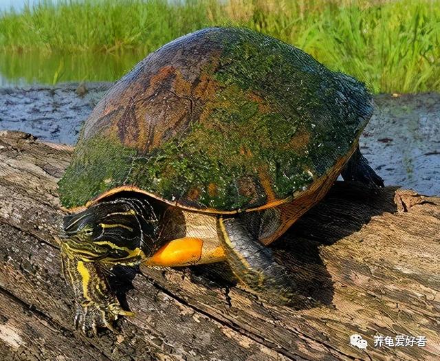 植物的界门纲目科属种是指什么，植物界门纲目科属种怎么分类（你难道不想知道一下吗）