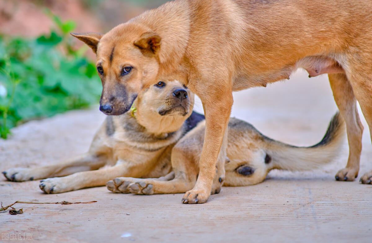 比熊犬价格多少钱一只 比熊多少钱一只 白色