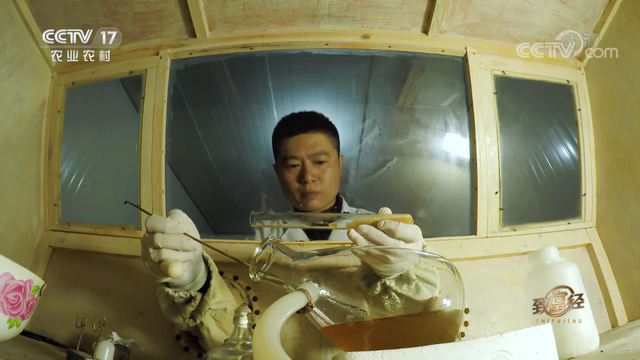 羊肚菌栽培技术，羊肚菌的种植方法和栽培技术是什么（亩产最高1000斤）