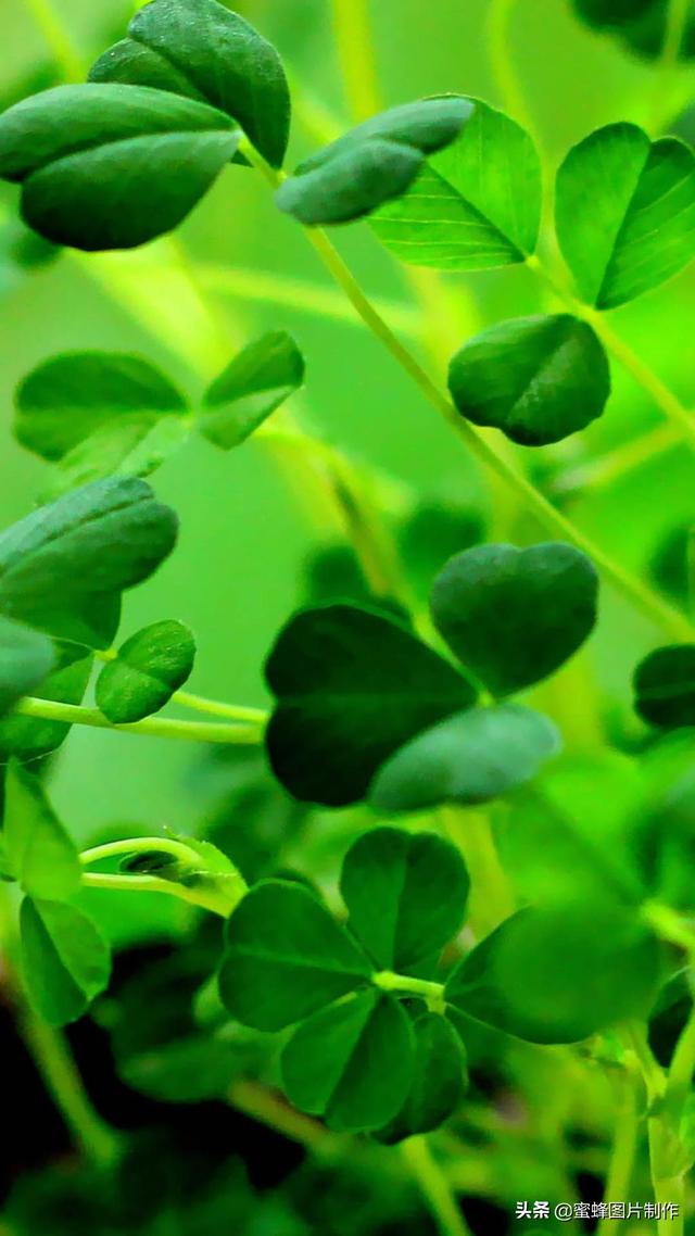 绿色护眼风景,绿色护眼风景图片清新(高清绿色护眼壁纸美景美图)