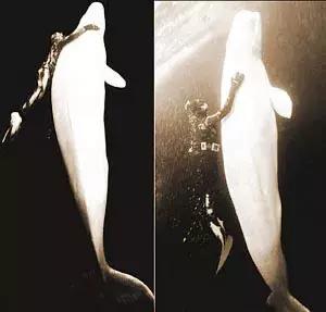 海豚和白鲸的区别，白鲸为什么是海豚（妹子的iPhone掉进大海后）