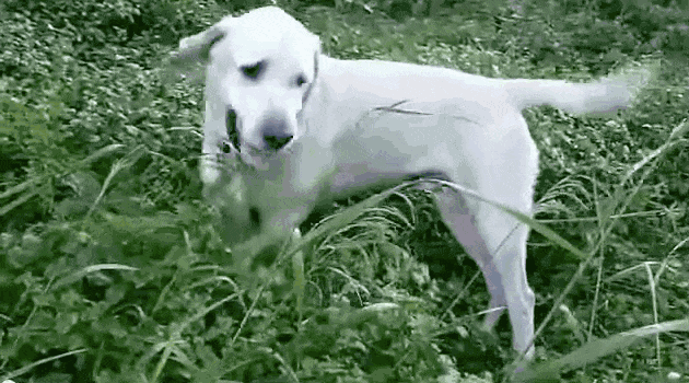 狗狗吃草是什么原因，狗狗吃草是怎么回事（感到不舒服只是其一）