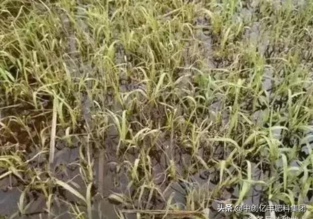 农作物叶子变黄是什么原因，农作物叶片发黄不知什么原因