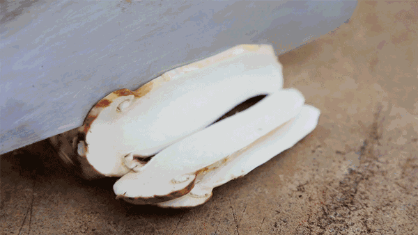 鲜松茸如何冷冻保存，附上清洗和保存的正确打开方式（怎样冷冻松茸保存）