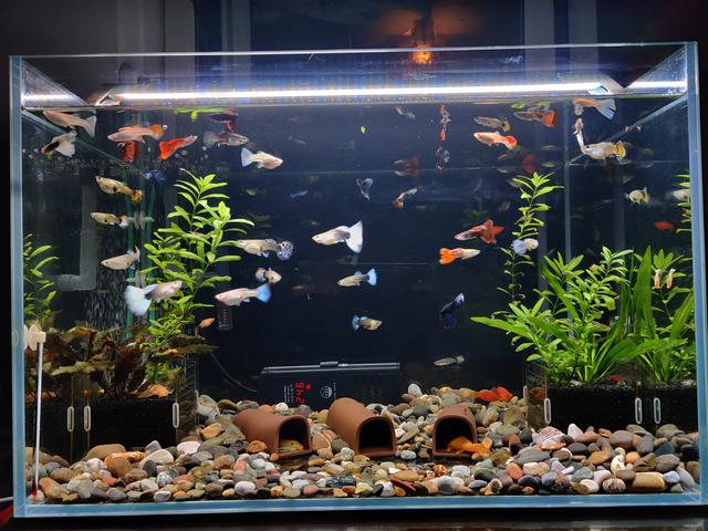 月亮鱼多少钱一条，月亮鱼的价格（预算不超200元，能不能养鱼）