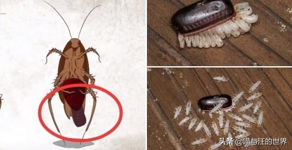 打死蟑螂会有更多蟑螂吗，蟑螂死了会招来蟑螂吗（你还敢用脚踩、拖鞋拍打蟑螂）