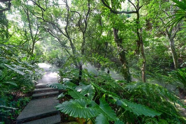 深圳：仙湖植物园蕨类植物收集全国第一，深圳富商陈子冲（这两个刚开放的专类园区有1000多种蕨类植物）