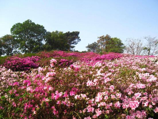 杜鹃花几月开花，杜鹃花什么时候开（不同品种不同时期开）