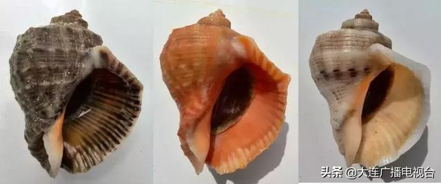 蒸海螺哪里不能吃,海螺可以蒸么(大连海鲜的这些地方能吃吗) 蒸海螺哪里不能吃,海螺可以蒸么(大连海鲜的这些地方能吃吗)