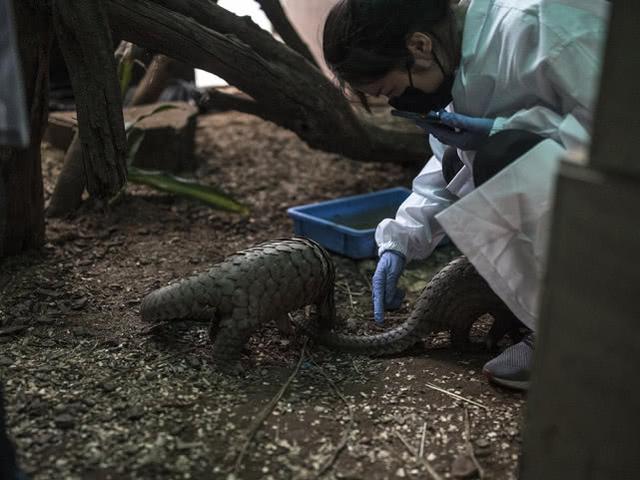 白蚁最怕什么，家里白蚁怎么消灭才干净（却因谣言遭人们疯狂捕捉）
