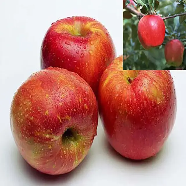 秦冠苹果有什么特点，秦冠苹果的特点（竟不知道它有这么多的品种）