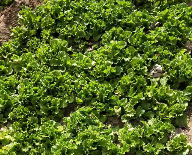 生菜种植方法和时间，八月种菜高峰期