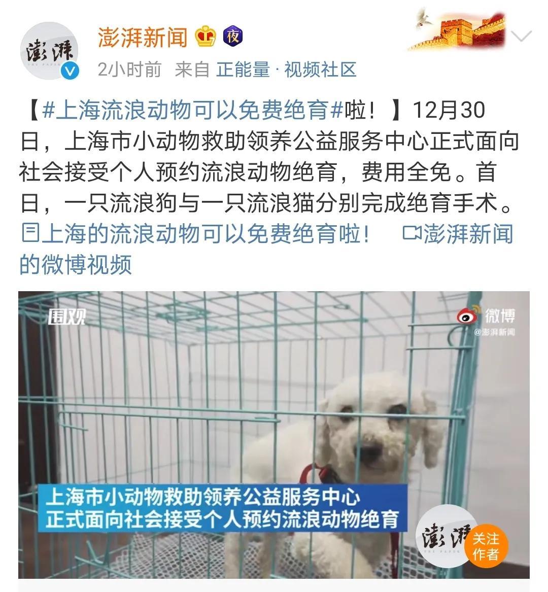 上海母猫绝育多少钱 上海母猫绝育最便宜的医院