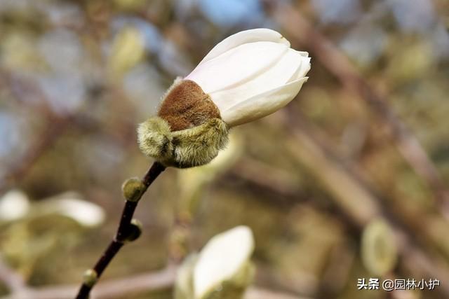 白玉兰花语，庭院树，最美不过白玉兰（白玉兰花语诗句）