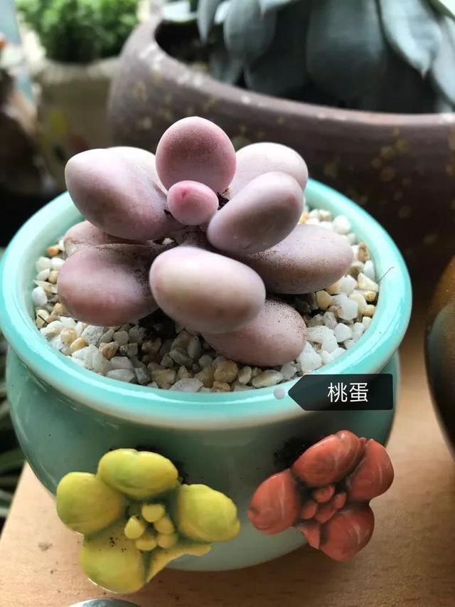 丸叶松绿怎么养，丸叶松绿的叶子可用来繁殖吗（养多肉，记名字，预防老年痴呆）