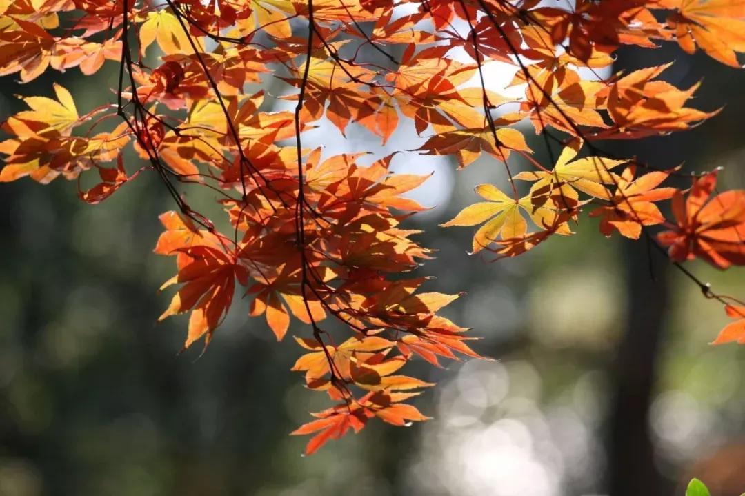 安徽大学江淮学院教务系统，安徽大学江淮学院教务系统入口（<三十七>安徽大学江淮学院）