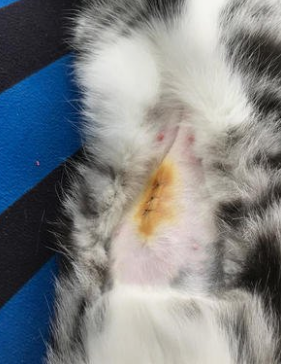 狗狗被阉他自己知道吗，狗狗绝育后会不会性情大变（给宠物做了绝育，它会不会知道）