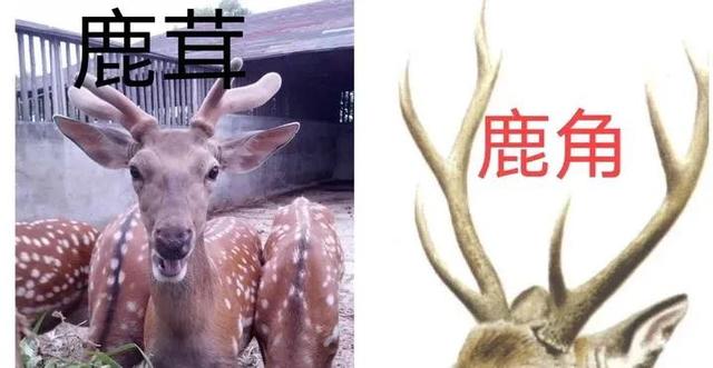鹿茸是鹿的什么部位，很多人认为鹿茸就是鹿角