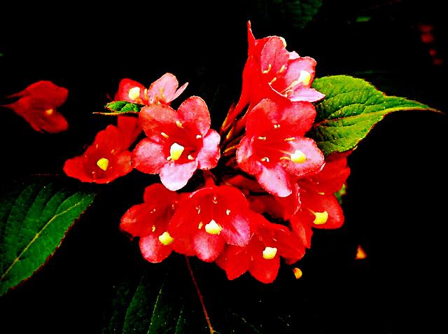 锦带花花语和寓意，锦带花花语及象征意义（锦带花～前程似锦迎新春）