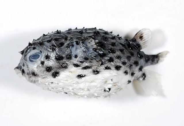 鱼身上的鳞片有什么用，鱼身上掉鳞片怎么办（鱼鳞：不仅能帮科学家研究鱼类）