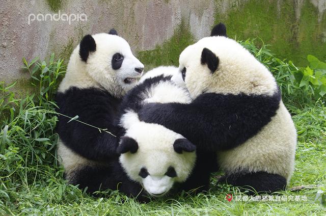 大熊猫战斗力如何，熊猫在动物中战斗力排名（教你快速判断一只熊猫的战斗力）