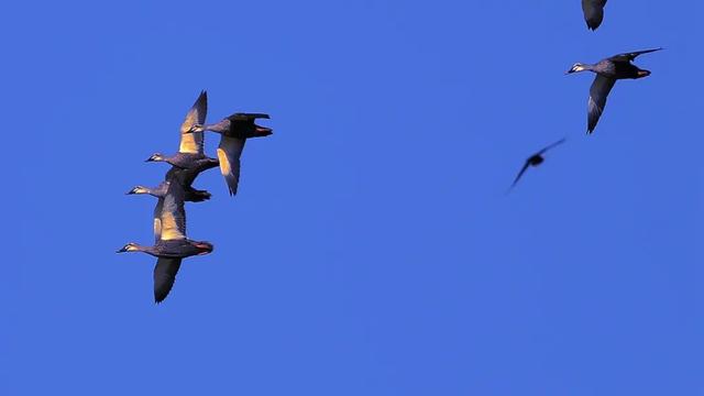 野鸭的种类有哪些，野鸭子有哪几种（TA就是野鸭中最靓的仔）