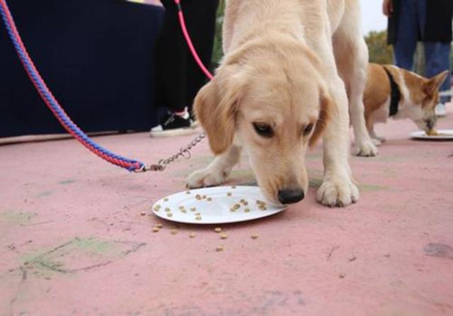 人能吃狗粮吗吃了会有什么害处吗，人能吃狗粮吗吃了会有什么害处吗视频（长期喂食泡软狗粮无助肠胃吸收）