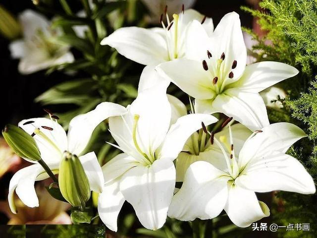 各种颜色百合花的花语和寓意，百合不同颜色的花语代表什么（百合花还分很多品种，你知道不）