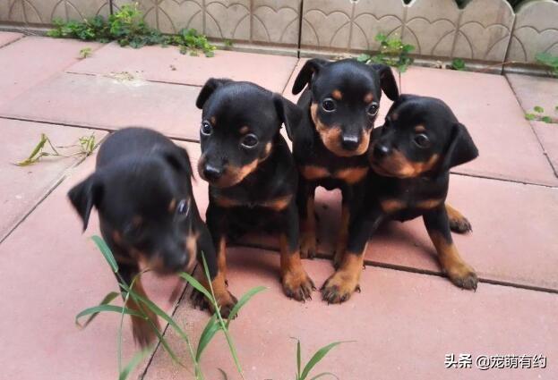 鹿犬图片小型，鹿犬图片小型幼犬（在外貌、性格上是有不少差异）