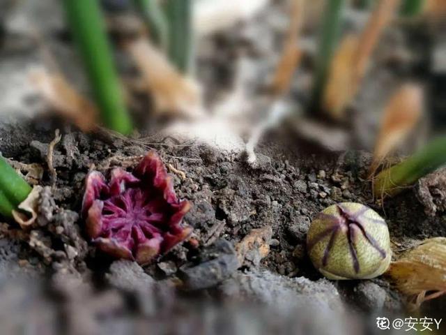 吸收甲醛的植物，哪种植物具有吸收甲醛的功能（净化空气最厉害）