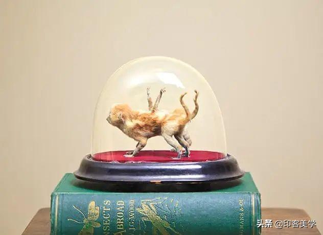 手不释卷的动物，手足之情的动物是什么生肖（世传王安石是獾转世投胎）