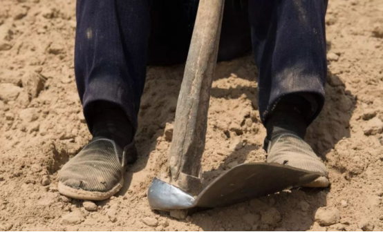 【黄柏木】黄柏木家具好吗，黄柏树木质怎么样（中国最恐怖古墓）