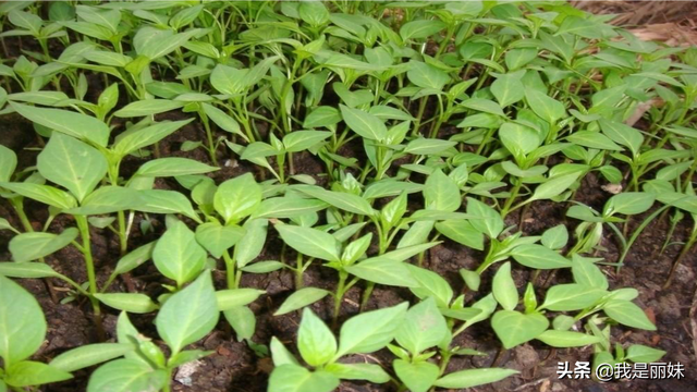 辣椒种植方法和时间，辣椒种植技术与管理方法（这个种植方法不妨打开看看）