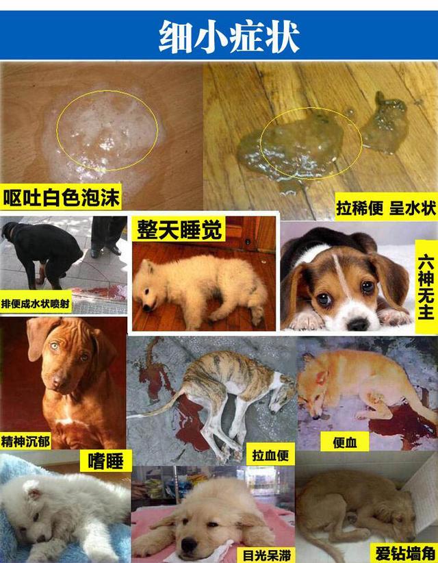 狗狗细小的症状和治疗，狗狗夺命之一的细小的症状以及治疗方法