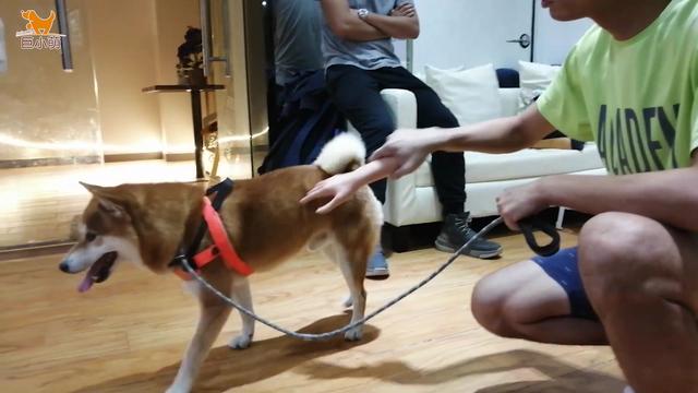 柴犬会咬人吗，柴犬属于攻击性强的狗吗（4岁柴犬桀骜不驯）