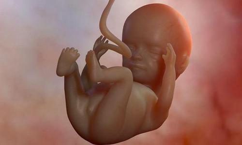 9周4天的胎儿发育图片图片