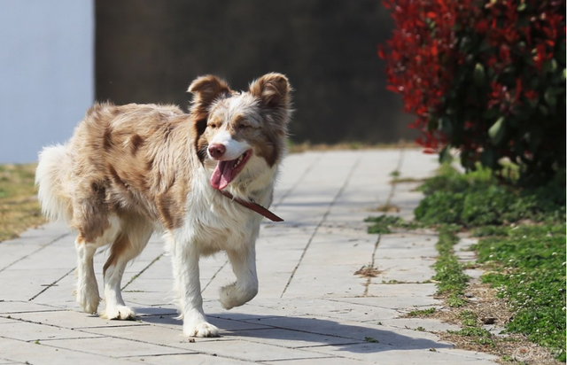 宠物狗排名，最好看的7种狗排名（宠物狗排名前十）