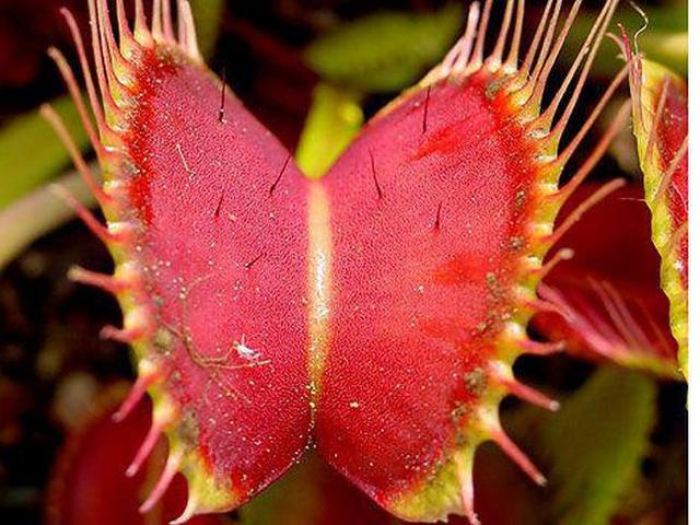巨型猪笼草的简介，巨型猪笼草的简介和特点（世界上即神秘有神奇的植物）
