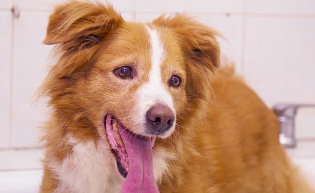 牧羊犬怎么训练，牧羊犬怎么训练听话（边境牧羊犬要怎么训练）