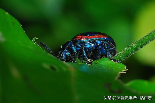 昆虫的主要特征，简述昆虫的主要形态特征（昆虫……你又了解多少呢）
