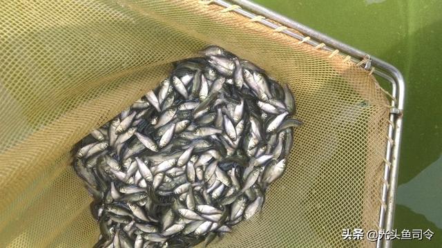 麦穗鱼能活多久，麦穗鱼生长周期要多久（究竟有多少鲫鱼能够“寿终正寝”）