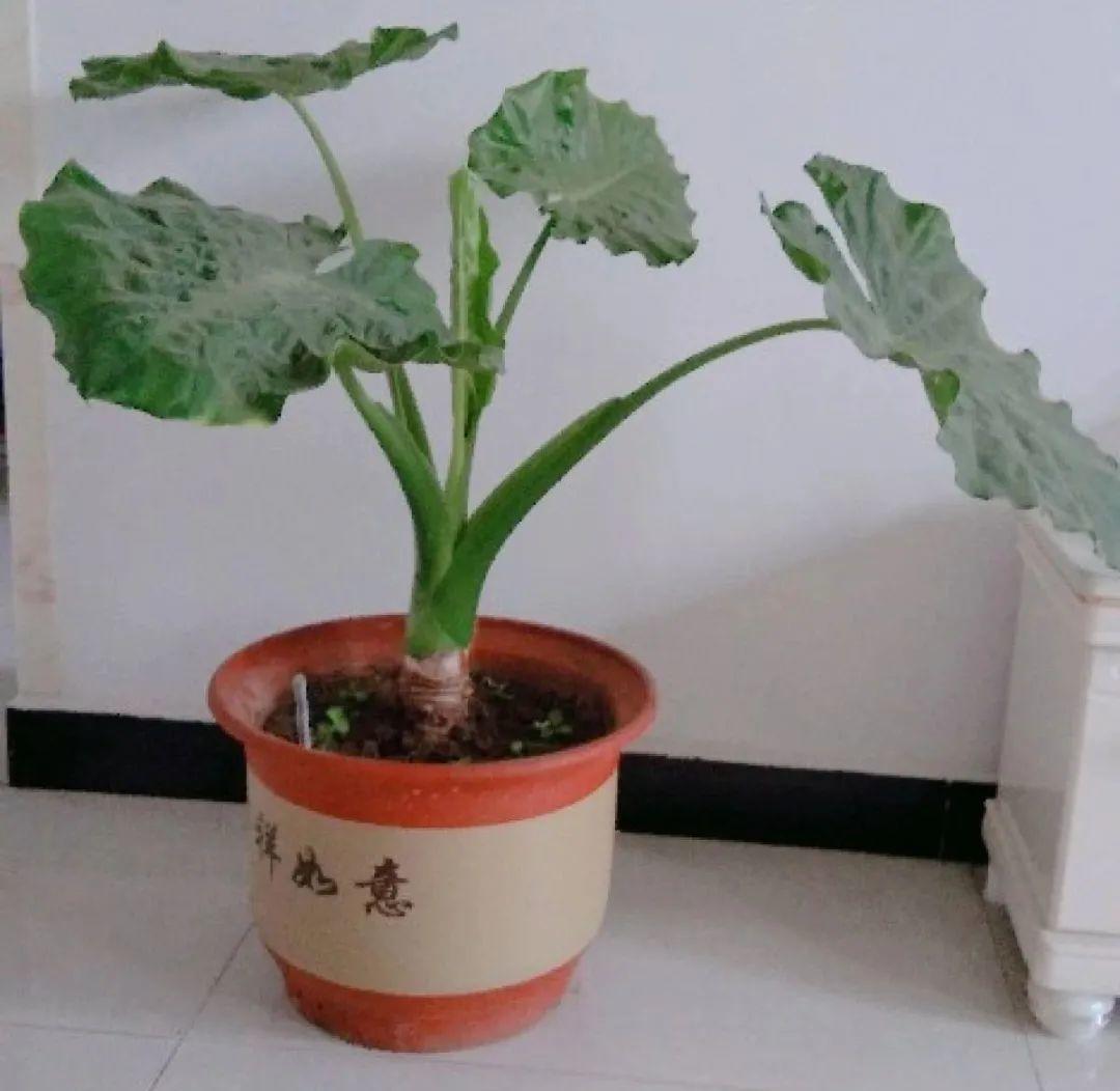 除甲醛的植物排名(除甲醛公司)
