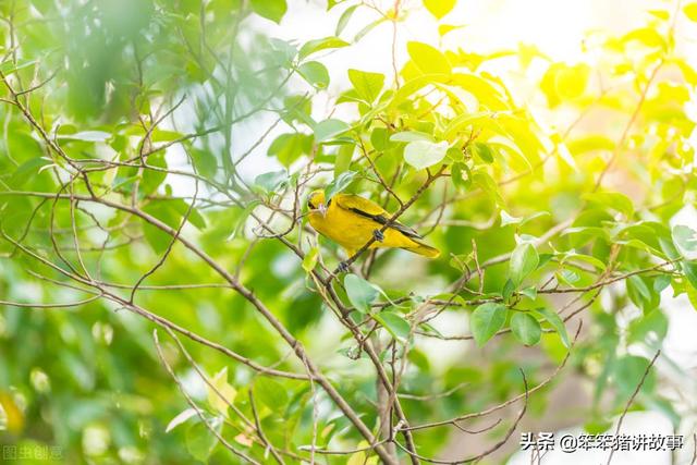 田园卫士是什么动物，国家一级保护植物有哪些（小青蛙要当“大明星”）