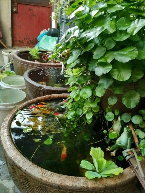 海里的植物有哪些，海里的植物有哪些常见植物图片（7种“喜水花”）