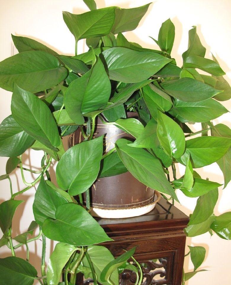 长期把绿萝盆栽放在客厅内室内房间内养,所以导致通风不畅,这样绿萝