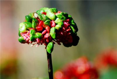 三七种植方法，盆栽三七图片（家种三七的种植方法、病虫害防治及优质丰产栽培技术）