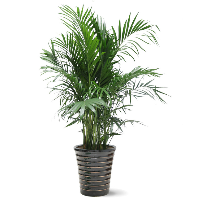 凤尾竹图片，袖珍椰子、散尾葵、蒲葵、棕竹、凤尾竹的区别辨识